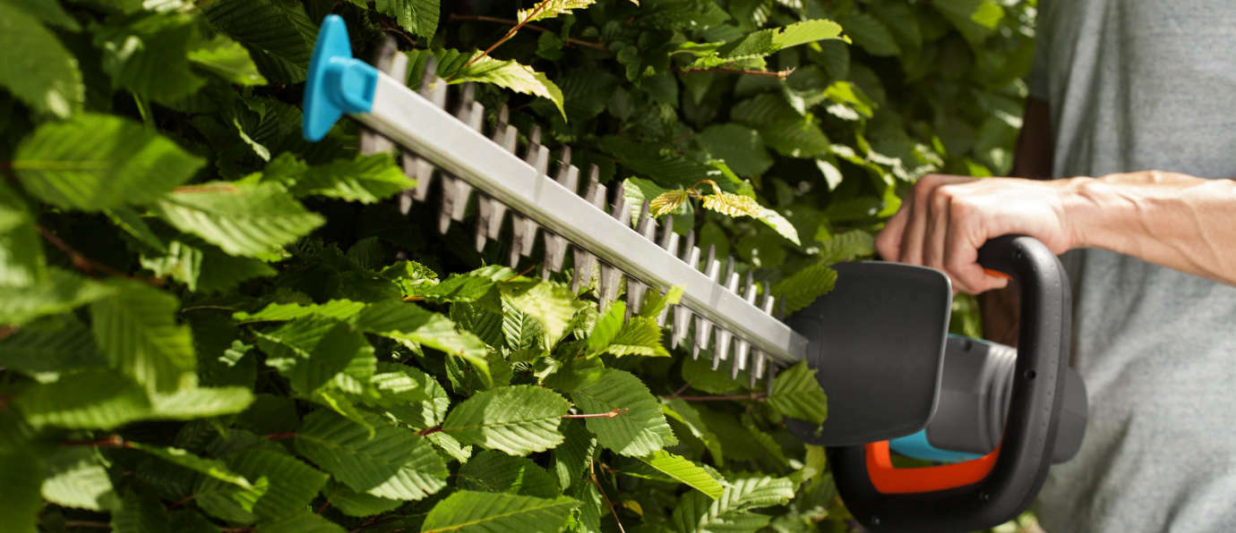 Cięcie i pielęgnacja żywopłotu: porady, terminy, narzędzia