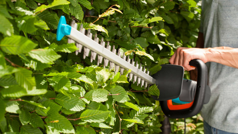 Cięcie i pielęgnacja żywopłotu: porady, terminy, narzędzia